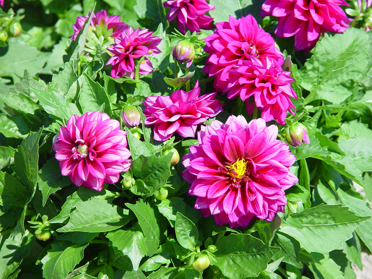 Dahlia 'Laura'